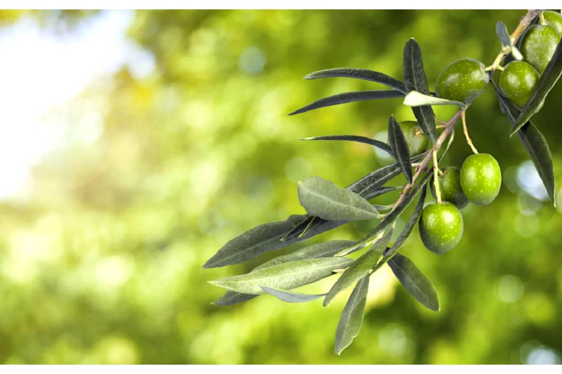 Benefits of squalane