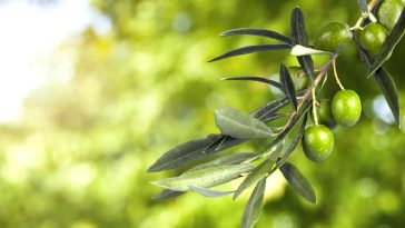 Benefits of squalane