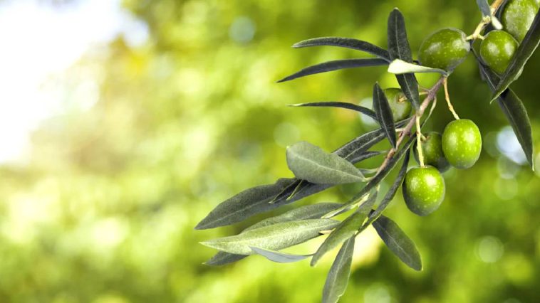 Benefits of squalane