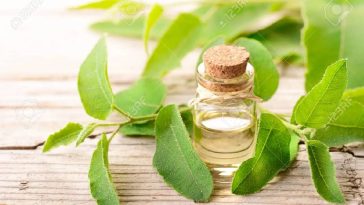 Eucalyptus skin care