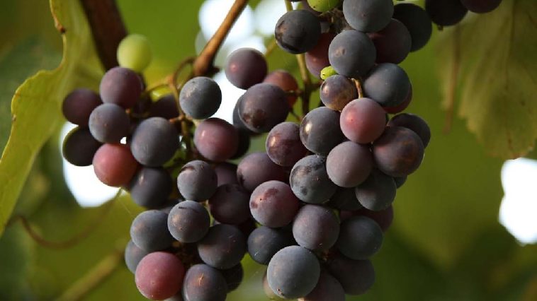 Busch Light Grape_ The Truth Behind the Viral Search